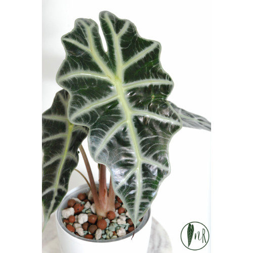 Alokazja polly variegata...