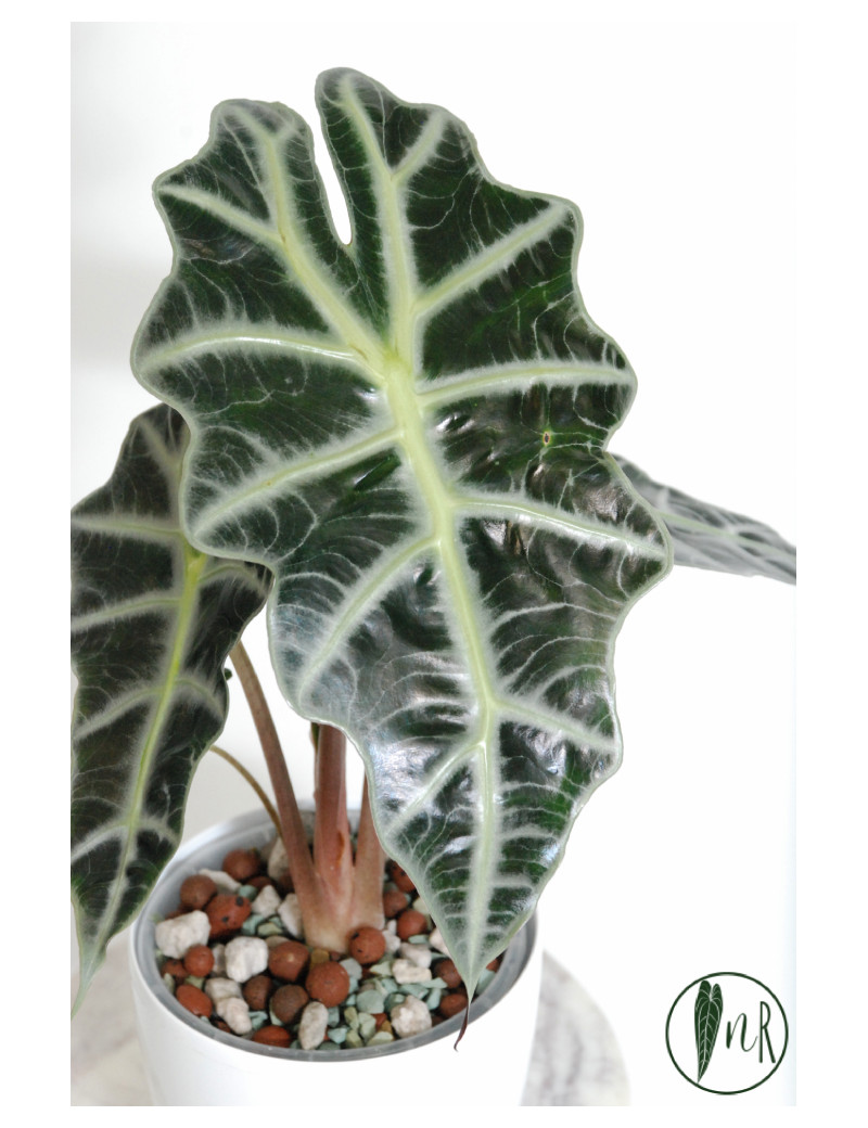 Alokazja polly variegata REGRES