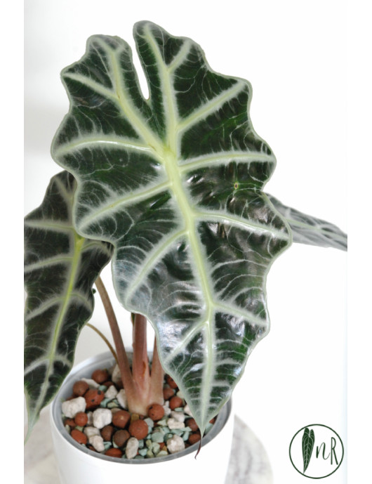 Alokazja polly variegata REGRES