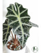 Alokazja polly variegata REGRES
