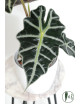 Alokazja polly variegata REGRES