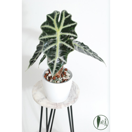 Alokazja polly variegata REGRES