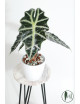 Alokazja polly variegata REGRES