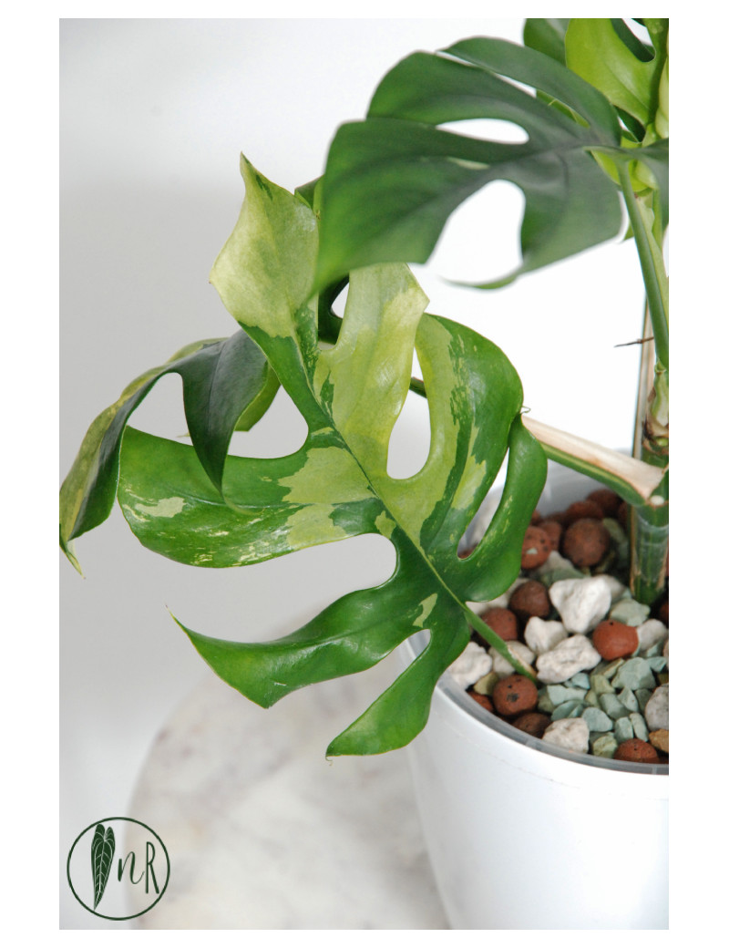 Rhaphidophora tetrasperma variegata