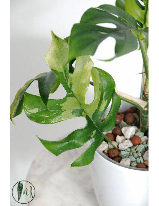 Rhaphidophora tetrasperma variegata