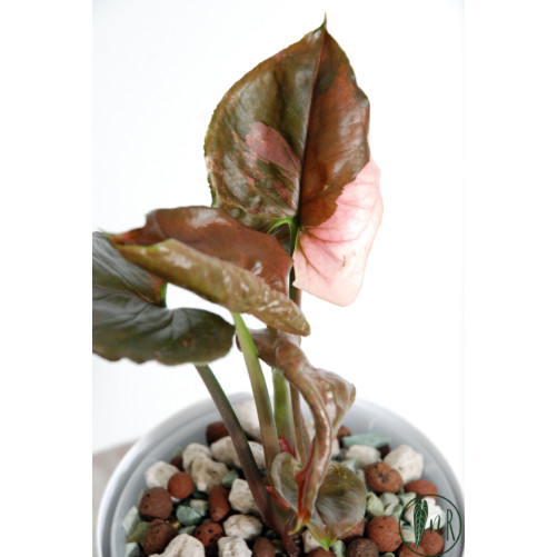 Syngonium strawberry ice...