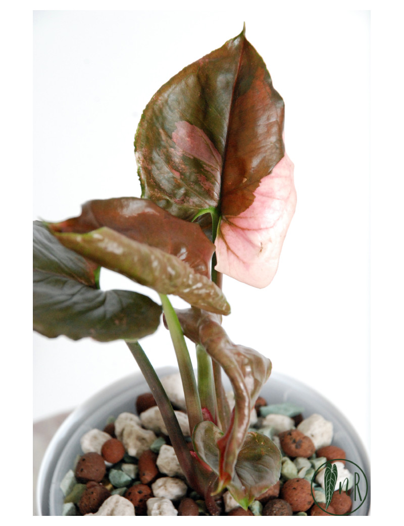 Syngonium strawberry ice galaxy