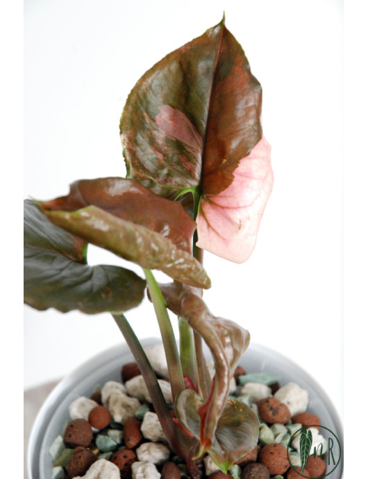 Syngonium strawberry ice galaxy