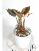 Syngonium strawberry ice galaxy