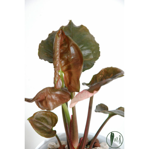 Syngonium strawberry ice galaxy