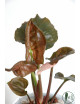 Syngonium strawberry ice galaxy