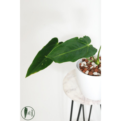Antrurium waterburyanum