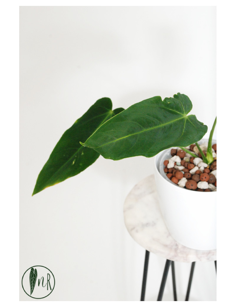 Antrurium waterburyanum