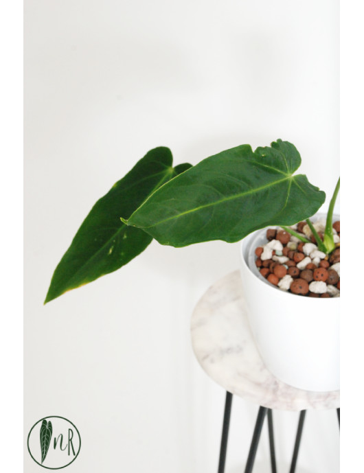 Antrurium waterburyanum