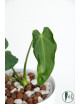 Antrurium waterburyanum