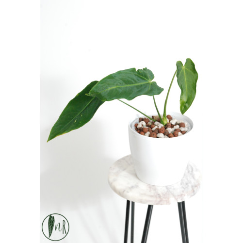Antrurium waterburyanum