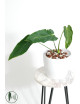 Antrurium waterburyanum