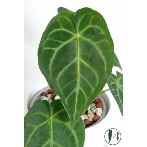 Anthurium magnificum dark form