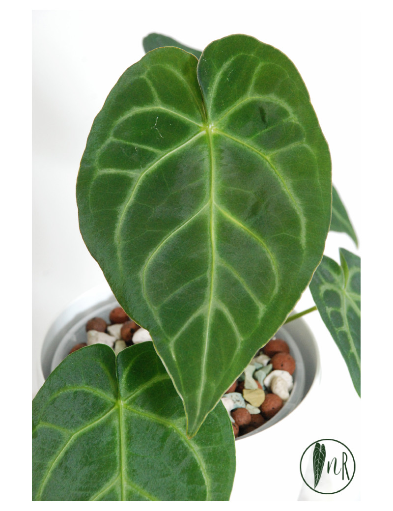 Anthurium magnificum dark form
