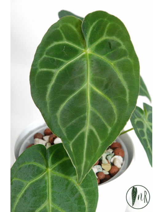 Anthurium magnificum dark form