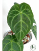 Anthurium magnificum dark form