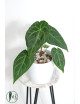 Anthurium magnificum dark form