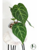 Anthurium magnificum dark form