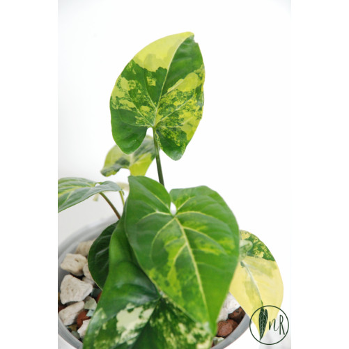 Syngonium aurea