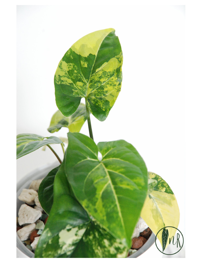 Syngonium aurea