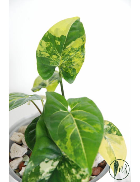 Syngonium aurea