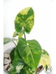 Syngonium aurea
