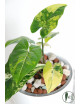 Syngonium aurea