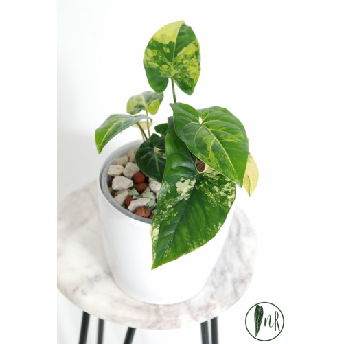 Syngonium aurea