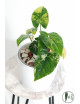 Syngonium aurea