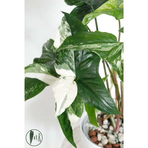 Syngonium emerald gem