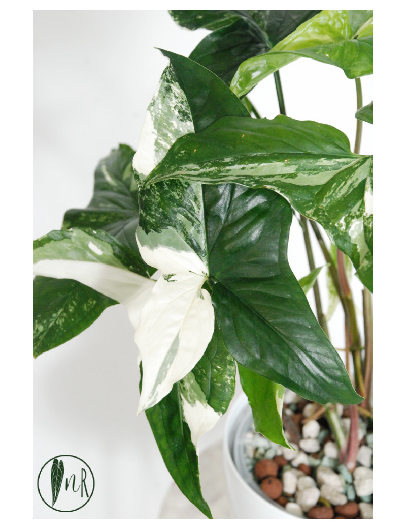 Syngonium emerald gem