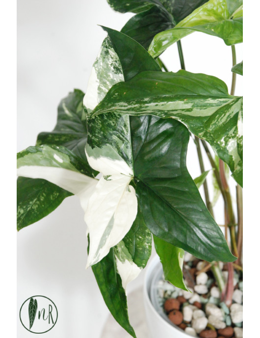 Syngonium emerald gem
