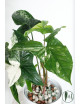 Syngonium emerald gem