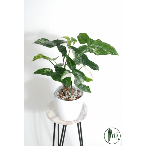 Syngonium emerald gem