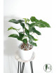 Syngonium emerald gem