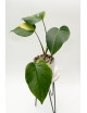 Monstera marmorata aurea