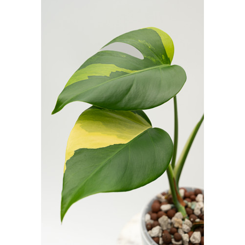 Monstera marmorata aurea