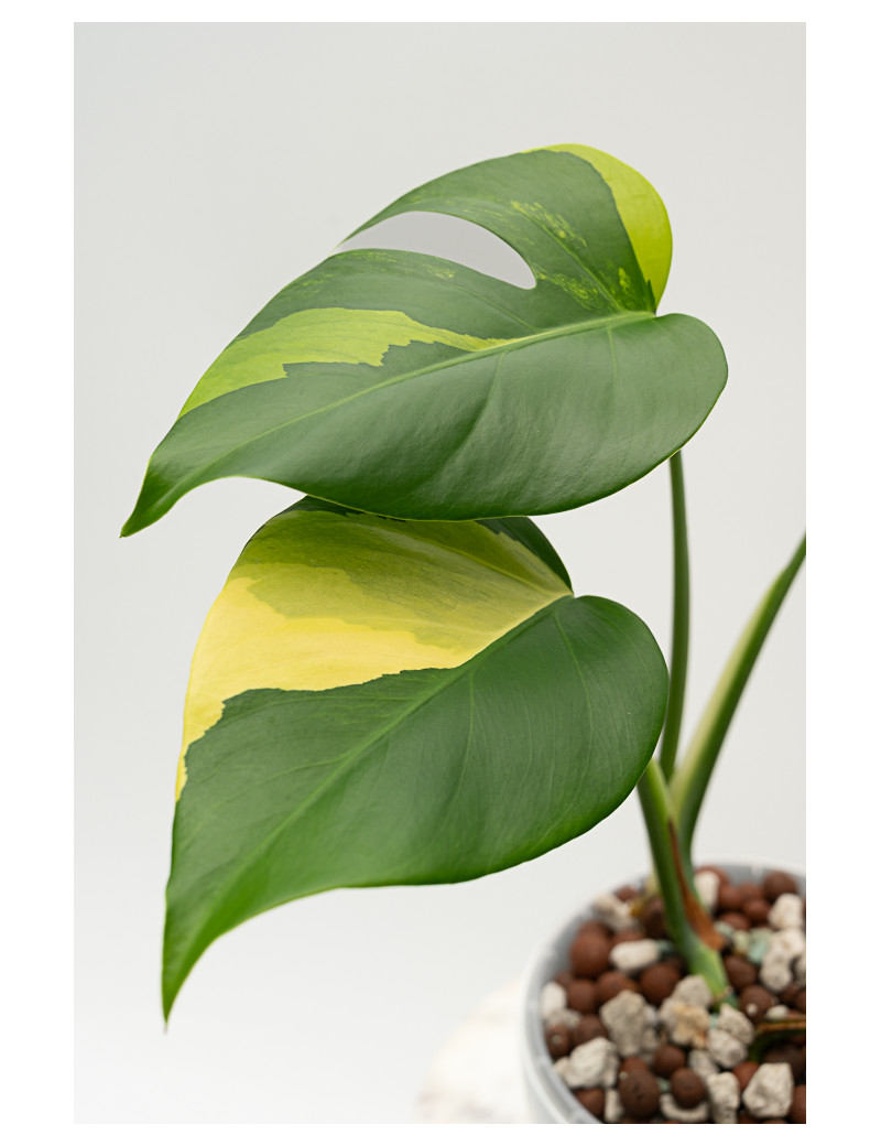 Monstera marmorata aurea