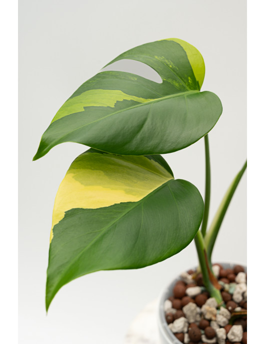 Monstera marmorata aurea