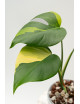 Monstera marmorata aurea