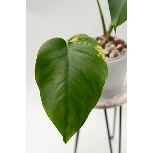Monstera marmorata aurea