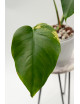 Monstera marmorata aurea