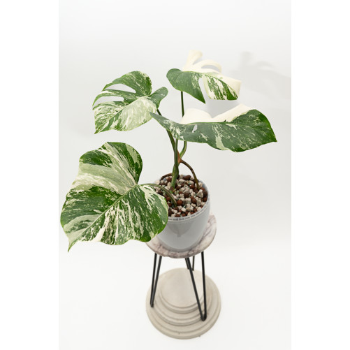 Monstera deliciosa variegata