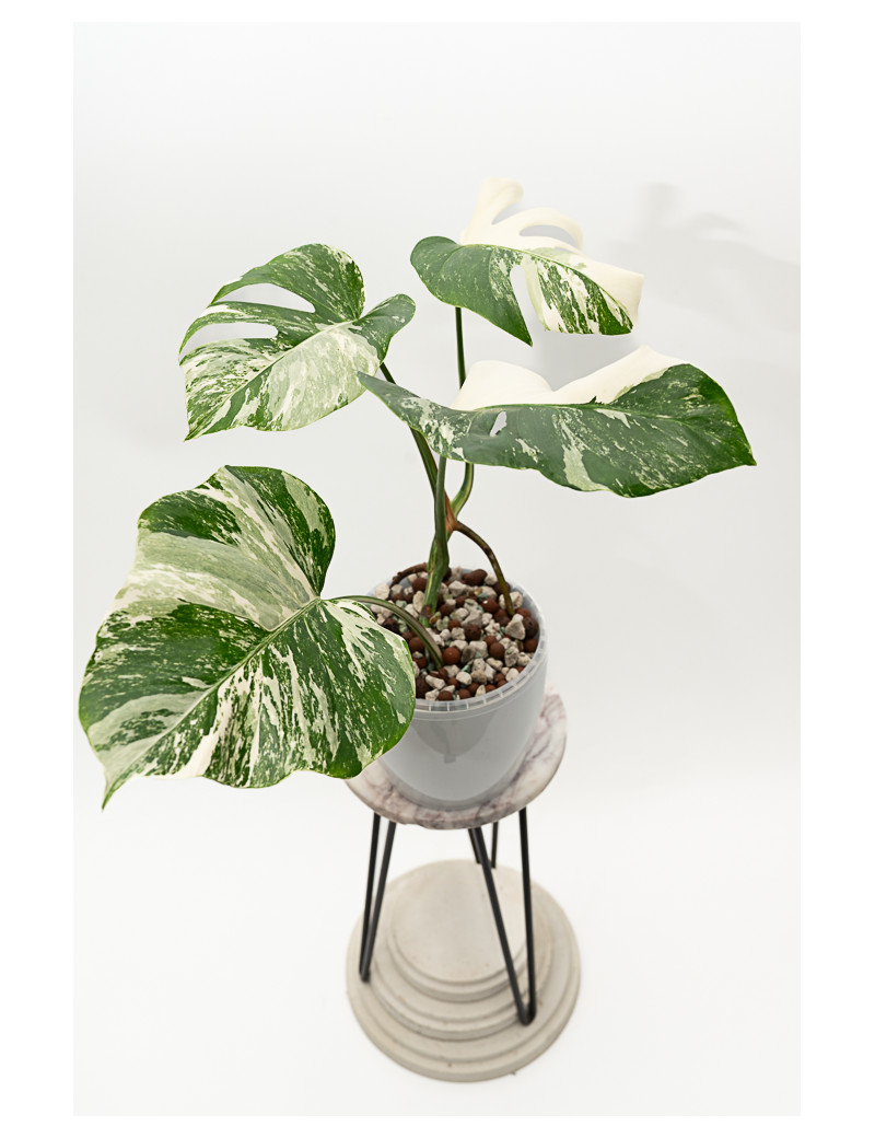 Monstera deliciosa variegata