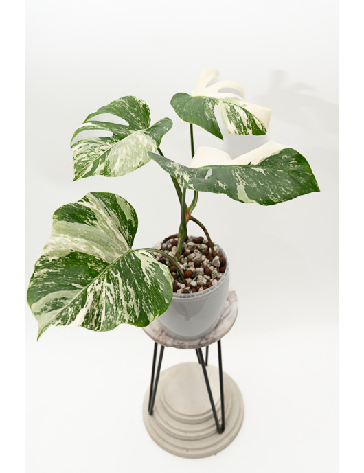Monstera deliciosa variegata